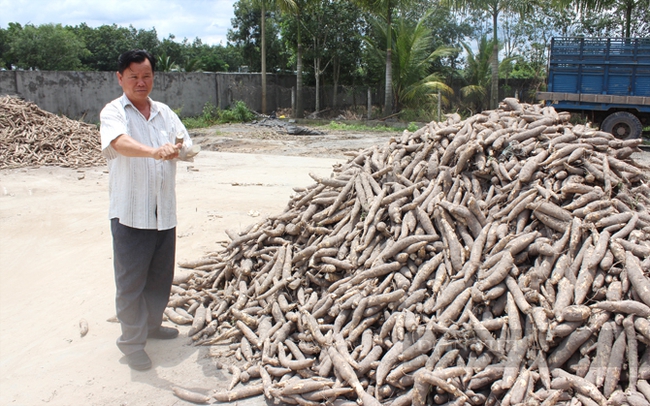 Ông Tạ Văn Minh tại điểm thu mua sắn cho ở xã Phước Minh, huyện Dương Minh Châu (Tây Ninh). Ảnh: Nguyên Vỹ