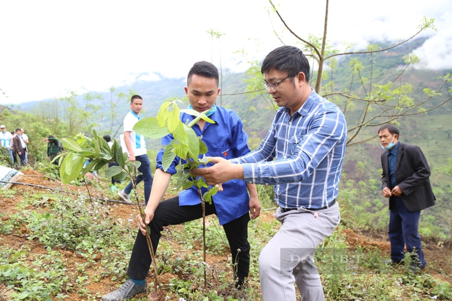 Cùng người dân vùng biên cương tỉnh Hà Giang trồng hơn 10.000 cây ổi, xoài - Ảnh 8.