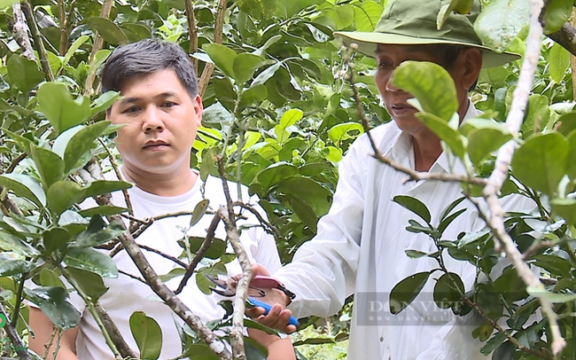 Thành viên HTX Bưởi da xanh Bến Tre chăm sóc vườn bưởi. Ảnh: Nguyên Vỹ