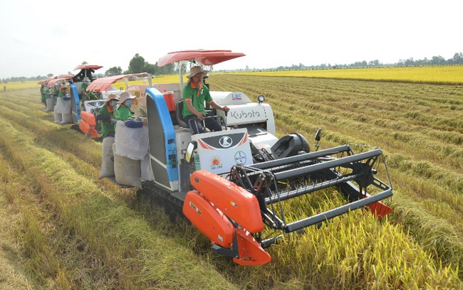 Xuất khẩu gạo tăng 4 lần, Lộc Trời lãi đậm năm 2021 - Ảnh 1.