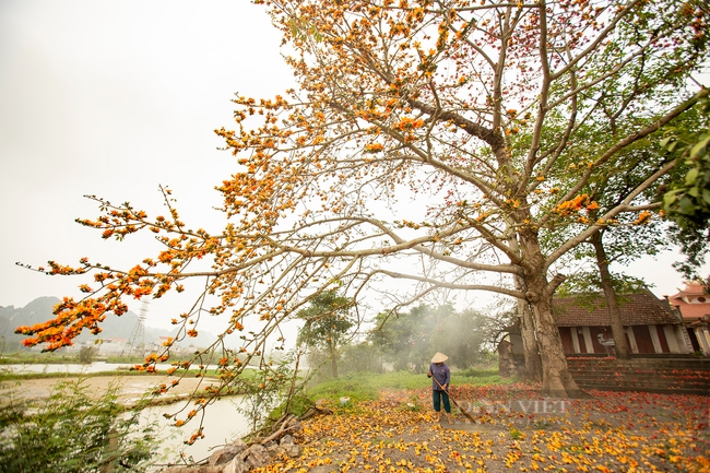 Khám phá vẻ đẹp mùa hoa gạo tháng 3 ở Ninh Bình - Ảnh 1.