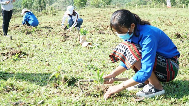 Thừa Thiên Huế: Trao tặng 70.000 cây xanh cho huyện A Lưới  - Ảnh 2.