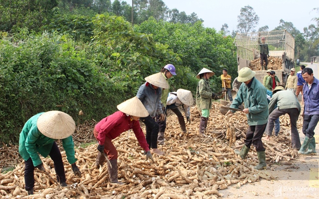 Nông dân thu hoạch sắn ở Nghệ An. Ảnh: Huy Thư