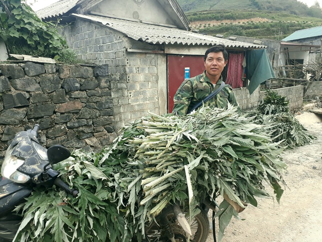 Sìn Hồ: Thoát nghèo nhờ trồng cây dược liệu - Ảnh 3.