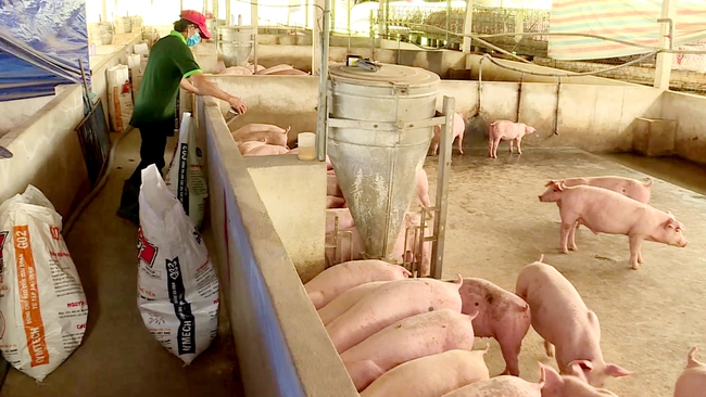 Phối trộn thức ăn giúp giảm chi phí nuôi lợn  - Ảnh 1.