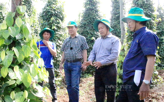 Cán bộ khuyến nông phối hợp doanh nghiệp hỗ trợ sản xuất hồ tiêu sạch cho nông dân. Ảnh: Quốc Hải