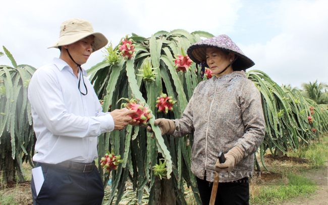 Vùng nguyên liệu trồng thanh long sạch để xuất khẩu ở tỉnh Long An. Ảnh: Trần Khánh