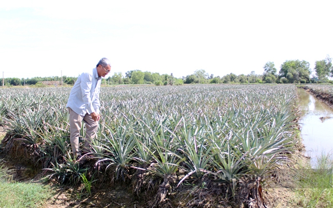 Mô hình trồng khóm trên đất phèn ngập của ông Sáu ở ở xã Phước Bình (TX.Trảng Bàng). Ảnh: Nguyên Vỹ