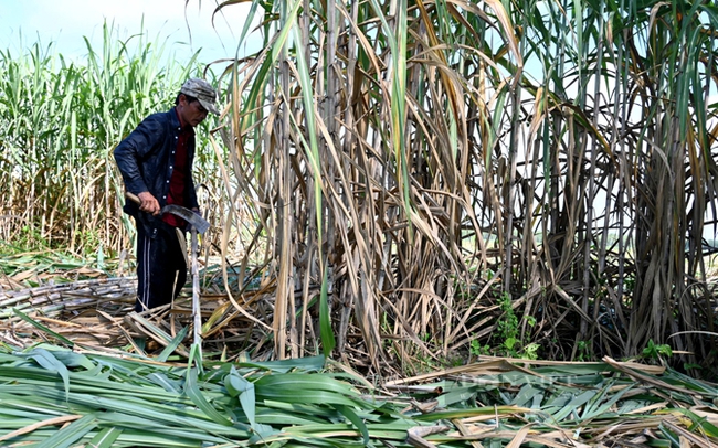 Nông dân thu hoạch mía ở Tây Ninh. Ảnh: An Khang