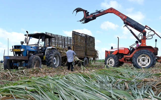 Thu hoạch mía bằng cơ giới hóa ở Tây Ninh. Ảnh: Trần Khánh