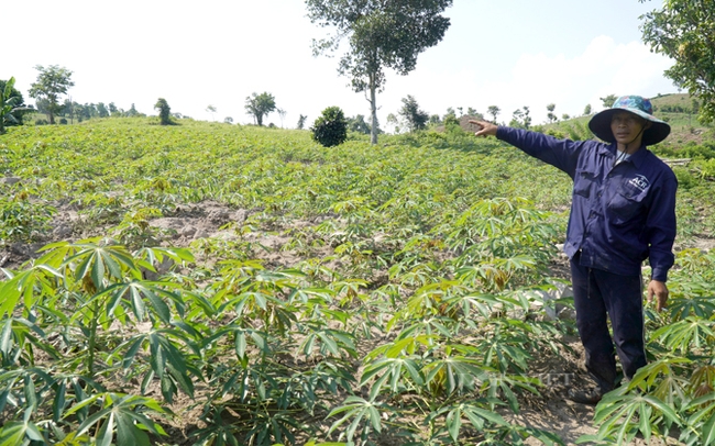 Phần lớn diện tích trồng sắn ở huyện Hướng Hoá (Quảng Trị) có địa hình đồi dốc nên việc thu hoạch gặp nhiều khó khăn. Ảnh: Nguyễn Phúc.
