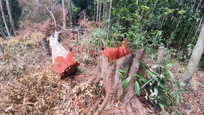 Gia Lai: Khởi tố vụ “cạo trọc” gần 6.000m2 rừng tự nhiên - Ảnh 2.