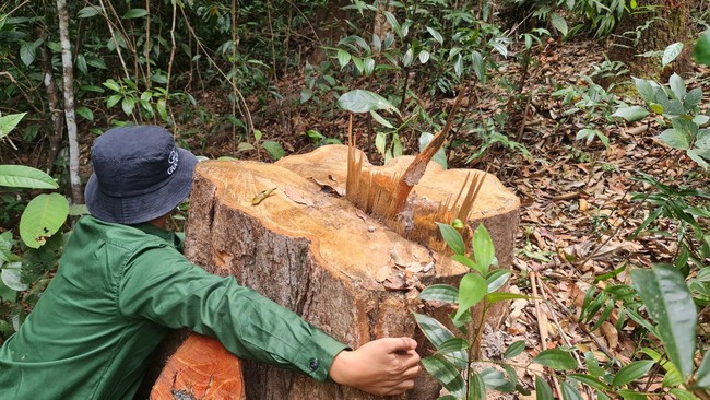 Gia Lai: Khởi tố vụ “cạo trọc” gần 6.000m2 rừng tự nhiên - Ảnh 3.