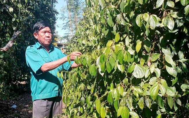 Nông dân trồng tiêu ở Bình Phước không tìm được công hái tiêu, phải tự mình thu hoạch. Ảnh: Nguyên Vỹ