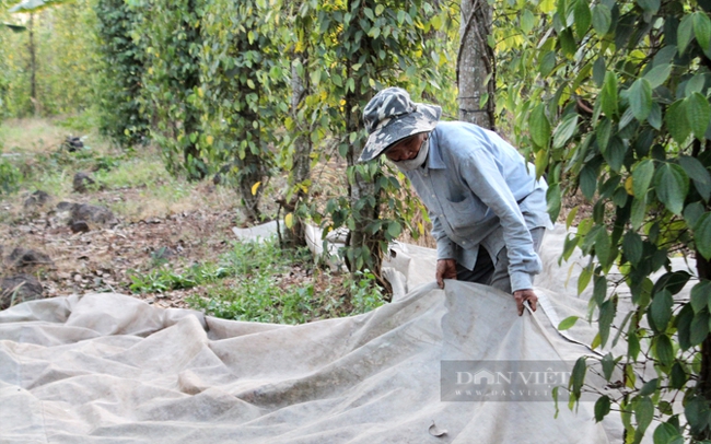 Ông Trương Văn Lộc ở xã Lâm San, huyện Cẩm Mỹ (Đồng Nai) sử dụng công lao động trong gia đình để hái tiêu. Ảnh: Nguyên Vỹ