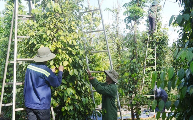 Nông dân thu hoạch tiêu ở tỉnh Đắk Nông. Ảnh: Hà Thoan