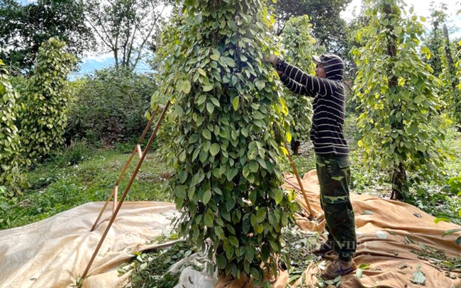 Nông dân thu hoạch tiêu ở tỉnh Gia Lai. Ảnh: VPA