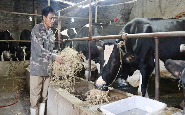 Tạo đà phát triển cho ngành chăn nuôi gia súc lớn - Ảnh 1.