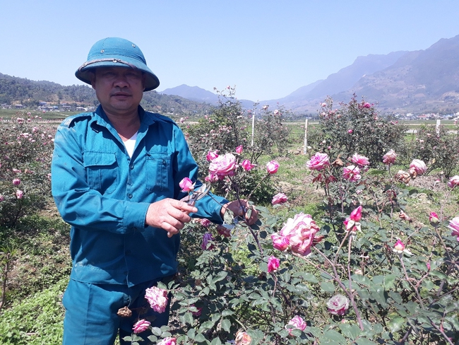 Lão nông Lai Châu “hô biến” 3 cây hồng cổ thành vườn hồng đẹp như tranh - Ảnh 2.