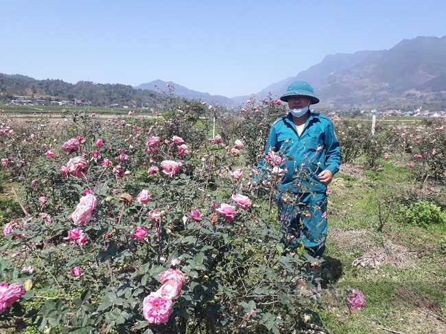 Lão nông Lai Châu “hô biến” 3 cây hồng cổ thành vườn hồng đẹp như tranh - Ảnh 4.