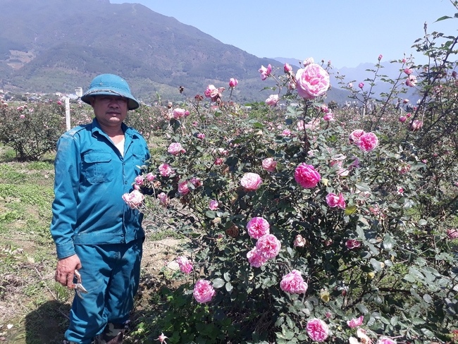 Lão nông Lai Châu “hô biến” 3 cây hồng cổ thành vườn hồng đẹp như tranh - Ảnh 5.