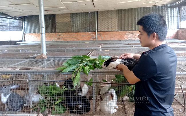 Cựu chiến binh Lê Mạnh Lai làm giàu từ mô hình VAC