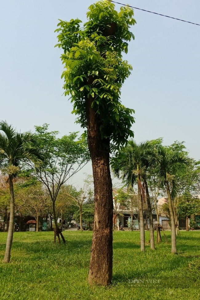 TT-Huế: Giám đốc doanh nghiệp bứng 2 cây cổ thụ ở vỉa hè để trồng cây cảnh  - Ảnh 3.