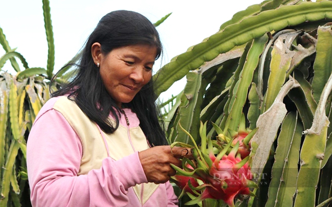 Nông dân trồng thanh long ở huyện Hàm Thuận Bắc, Bình Thuận. Ảnh: Trần Khánh