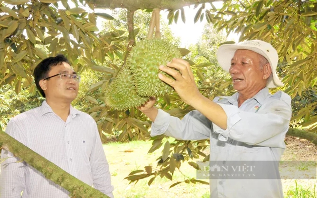 Nhiều vườn sầu riêng ở Bình Phước vẫn đang trong giai đoạn nuôi trái. Ảnh: Trần Khánh