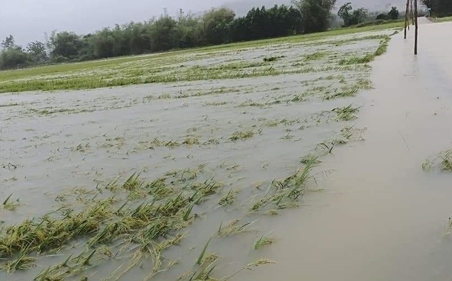 TT-Huế: Hơn 16.000 ha lúa và hoa màu bị ngập lũ, nhiều tuyến đường chia cắt - Ảnh 1.