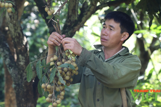 Mường La phấn đấu xuất khẩu chính ngạch gần 200 tấn nông sản - Ảnh 3.