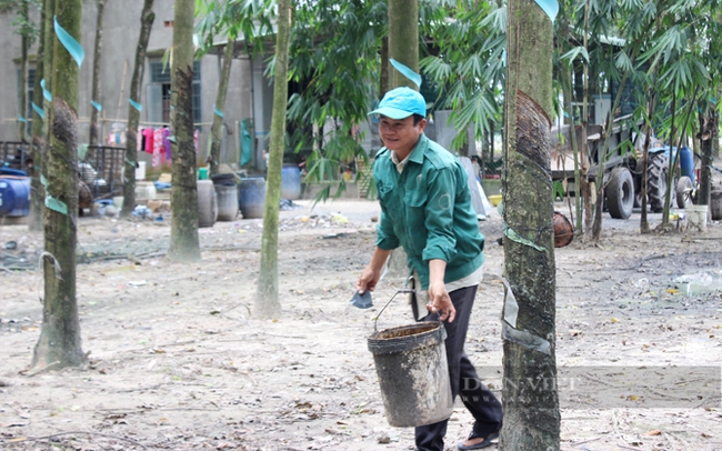 Hộ trồng cao su tiểu điền ở Bình Dương. Ảnh: Trần Khánh