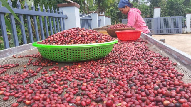 Bác sĩ Ê Đê và hành trình đưa cà phê Tây Nguyên bay xa - Ảnh 3.