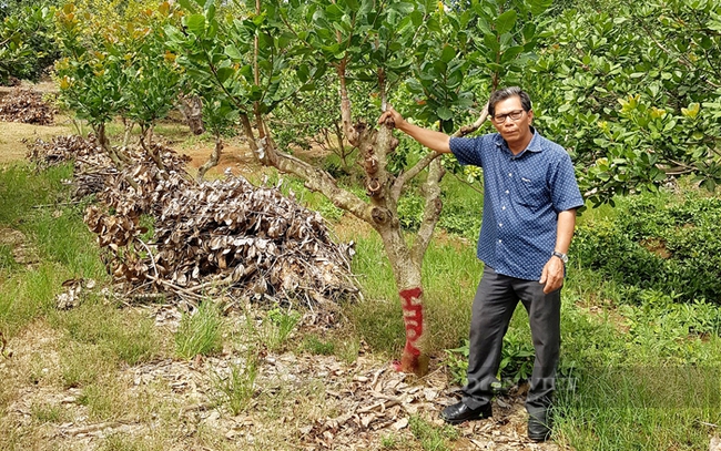 Ông Hoàng Văn Tần bên vườn điều ghép của gia đình ở xã Long Hà (huyện Phú Riềng). Ảnh: NVCC