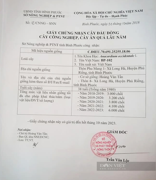 Giấy chứng nhận cây điều đầu dòng của Sở NNPTNT Bình Phước cấp cho ông Tần. Ảnh: NVCC