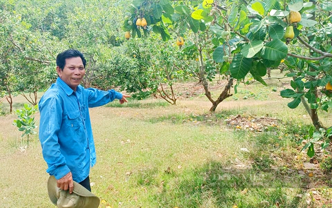 Nông dân các nơi trong và ngoài tỉnh Bình Phước thường xuyên ghé thăm vườn điều của ông Tần. Ảnh: NVCC
