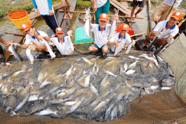 Xuất khẩu cá tra lập kỷ lục: Khuyến cáo dân thận trọng  mở rộng vùng nuôi! - Ảnh 1.