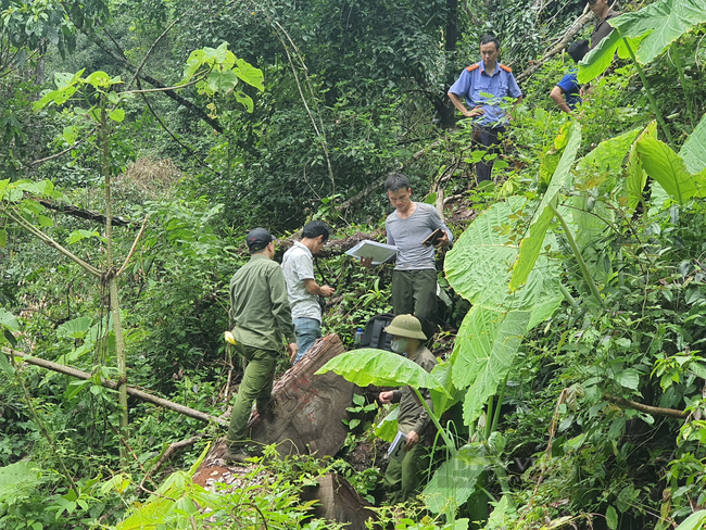 Vụ phá rừng nghiến cổ thụ khủng nhất Việt Nam: 5 đối tượng lĩnh hơn 21 năm tù - Ảnh 2.