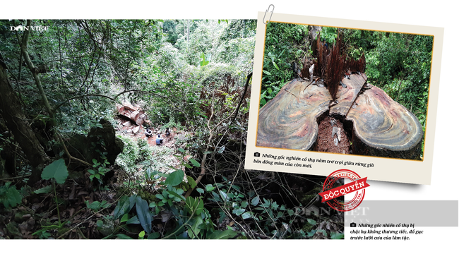Vụ phá rừng nghiến cổ thụ khủng nhất Việt Nam: 5 đối tượng lĩnh hơn 21 năm tù - Ảnh 8.