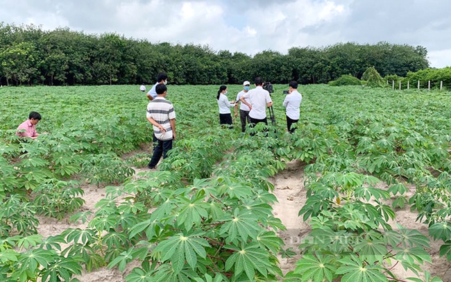 Vùng trồng giống kháng bệnh khảm lá sắn ở huyện Tân Châu, Tây Ninh. Ảnh: Nguyên Vỹ