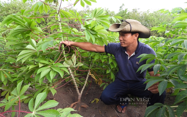 Ông Bùi Công Ngọc ở xã Tân Hiệp (huyện Tân Châu) đang trồng các giống kháng bệnh khảm lá sắn HN3, HN5. Ảnh: Nguyên Vỹ