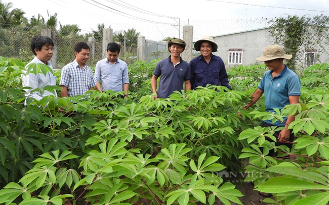 Nhu cầu giống kháng bệnh khảm lá sắn hiện nay rất lớn. Nông dân Tây Ninh mong ngành chức năng triển khai nhân giống nhanh hơn để đáp ứng nhu cầu. Ảnh: Nguyên Vỹ