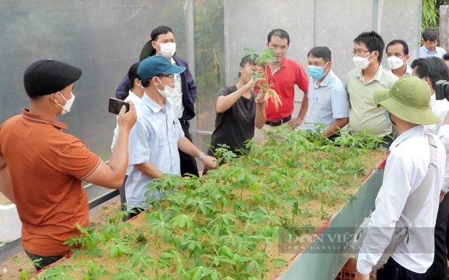 Việc nhân nhanh giống kháng bệnh khảm lá sắn trong nhà màng sẽ đáp ứng tốt hơn nhu cầu giống sạch bệnh hiện nay. Ảnh: Nguyên Vỹ