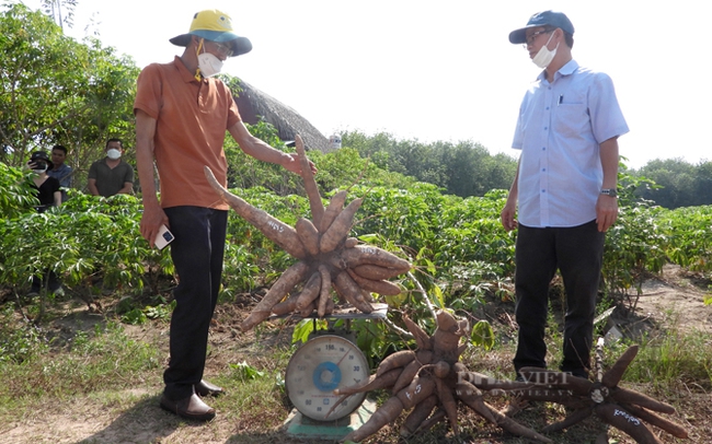 Nông dân Tây Ninh trồng giống mì HN3 kháng bệnh khảm lá sắn. Ảnh: Trần Khánh