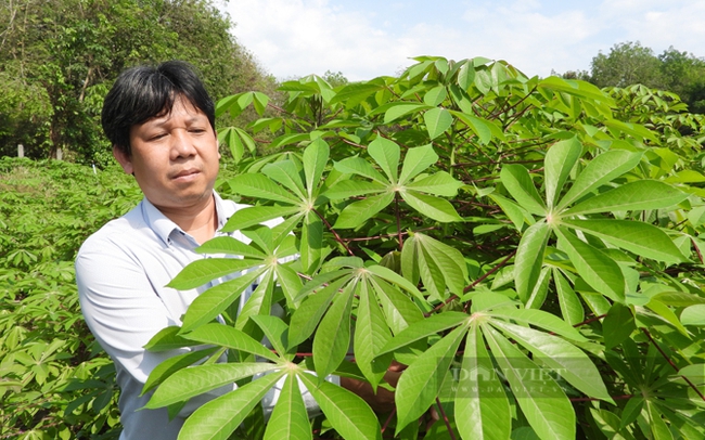Giống sắn HN5 kháng bệnh khảm lá sắn được trồng ở huyện Tân Châu, Tây Ninh. Ảnh: Trần Khánh