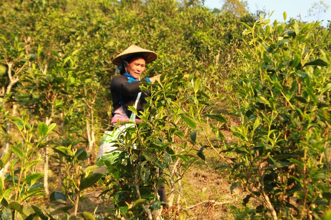 Nhà nông Bắc Hà yên tâm làm chè Shan tuyết   - Ảnh 3.