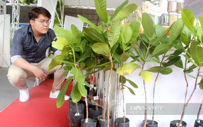 Một đơn vị kinh doanh cây giống điều ở Bình Phước. Ảnh: Trần Khánh