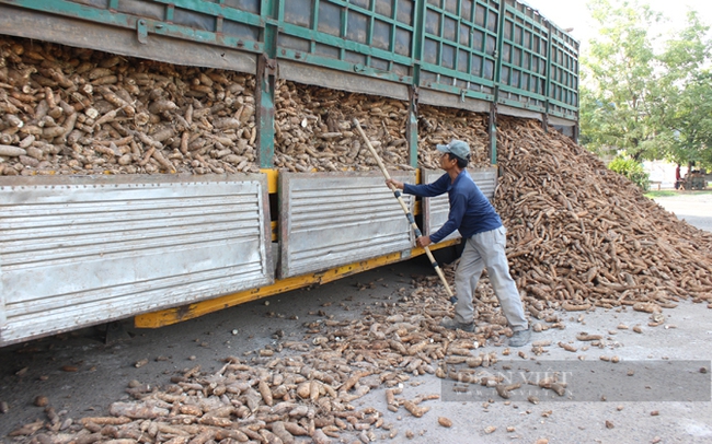 Tập kết nguyên liệu khoai mì tại một nhà máy chế biến tinh bội mì ở Tây Ninh. Ảnh: Nguyên Vỹ