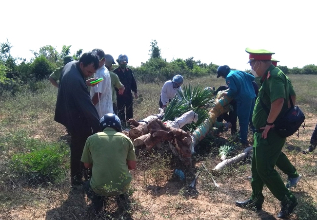Ninh Thuận: Điều tra nhóm lâm tặc hành hung nhân viên bảo vệ rừng phòng hộ ven biển Thuận Nam - Ảnh 1.
