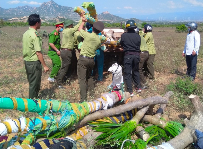 Ninh Thuận: Điều tra nhóm lâm tặc hành hung nhân viên bảo vệ rừng phòng hộ ven biển Thuận Nam - Ảnh 3.